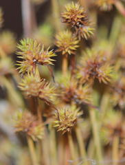Isolepis hystrix