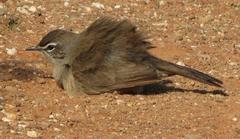Cercotrichas coryphoeus coryphoeus