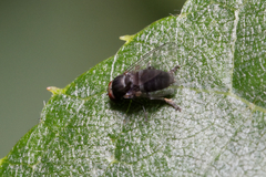 Platypezinae