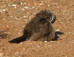 Cercotrichas coryphoeus coryphoeus