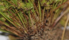 Isolepis hystrix