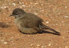 Cercotrichas coryphoeus coryphoeus