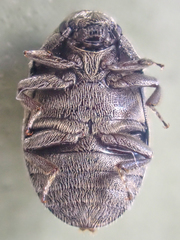 Morychus oblongus