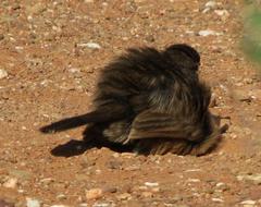 Cercotrichas coryphoeus coryphoeus