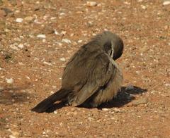 Cercotrichas coryphoeus coryphoeus
