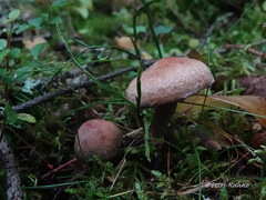 Cortinarius venustus