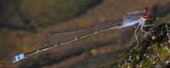 Pseudagrion sublacteum sublacteum
