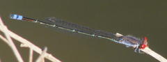 Pseudagrion sublacteum sublacteum