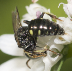 Oxybelus bipunctatus
