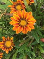 Gazania linearis