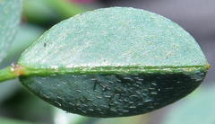 Indigofera capillaris