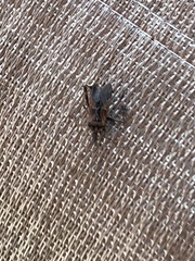 Leptoglossus clypealis