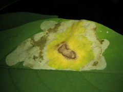 Leucanthiza dircella