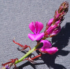 Indigofera capillaris