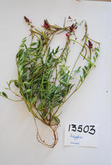 Indigofera capillaris