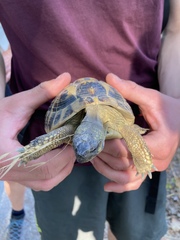 Testudo hermanni hermanni