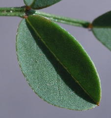 Indigofera capillaris