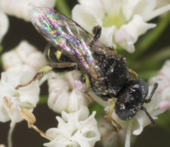 Oxybelus bipunctatus