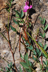 Indigofera capillaris