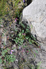 Indigofera capillaris