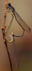 Pseudagrion commoniae nigerrimum