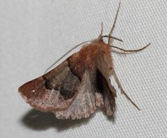 Drepanogynis asteiochlora