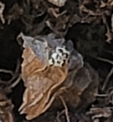 Psyllobora vigintimaculata