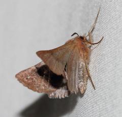 Drepanogynis asteiochlora