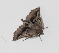 Drepanogynis sinuata