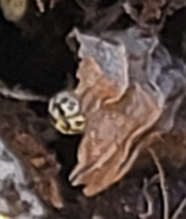 Psyllobora vigintimaculata