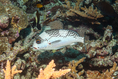 Plectorhinchus pica