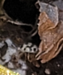 Psyllobora vigintimaculata