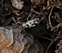 Psyllobora vigintimaculata