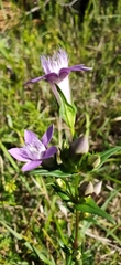Gentianella aspera