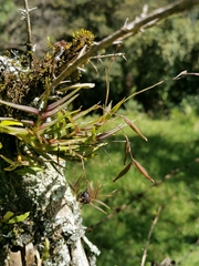 Epidendrum vincentinum
