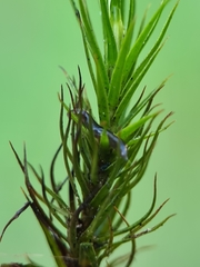 Hirudo