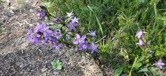 Gentianella aspera