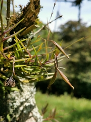 Epidendrum vincentinum