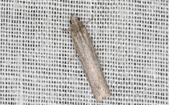 Homoeosoma vagella