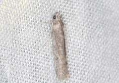 Homoeosoma vagella