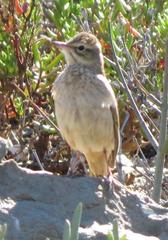 Anthus nicholsoni primarius