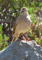Anthus nicholsoni primarius