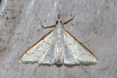 Ramila