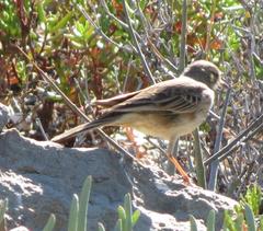 Anthus nicholsoni primarius