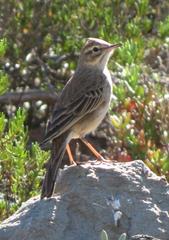 Anthus nicholsoni primarius