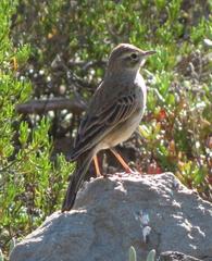 Anthus nicholsoni primarius