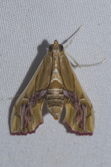 Agathodes ostentalis
