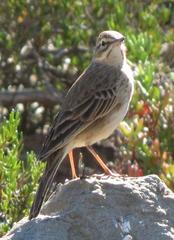 Anthus nicholsoni primarius
