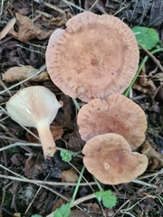 Lactarius tabidus