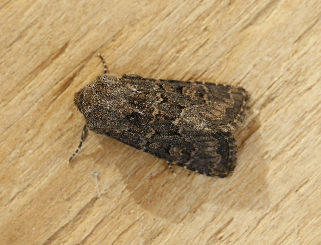Deep-brown Dart
